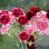 Garoafa, simbol al distinctiei si al fascinatiei